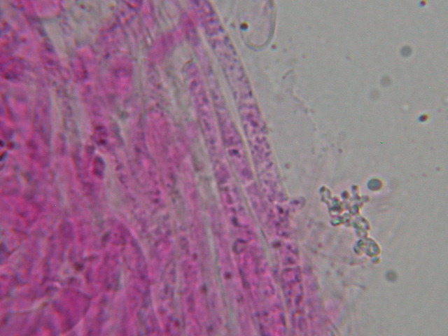 Clitocybe odora var.alba ..... in Abruzzo